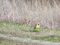 Imports - 6 of 8 : Central Valley, Birds, Birding, Winter